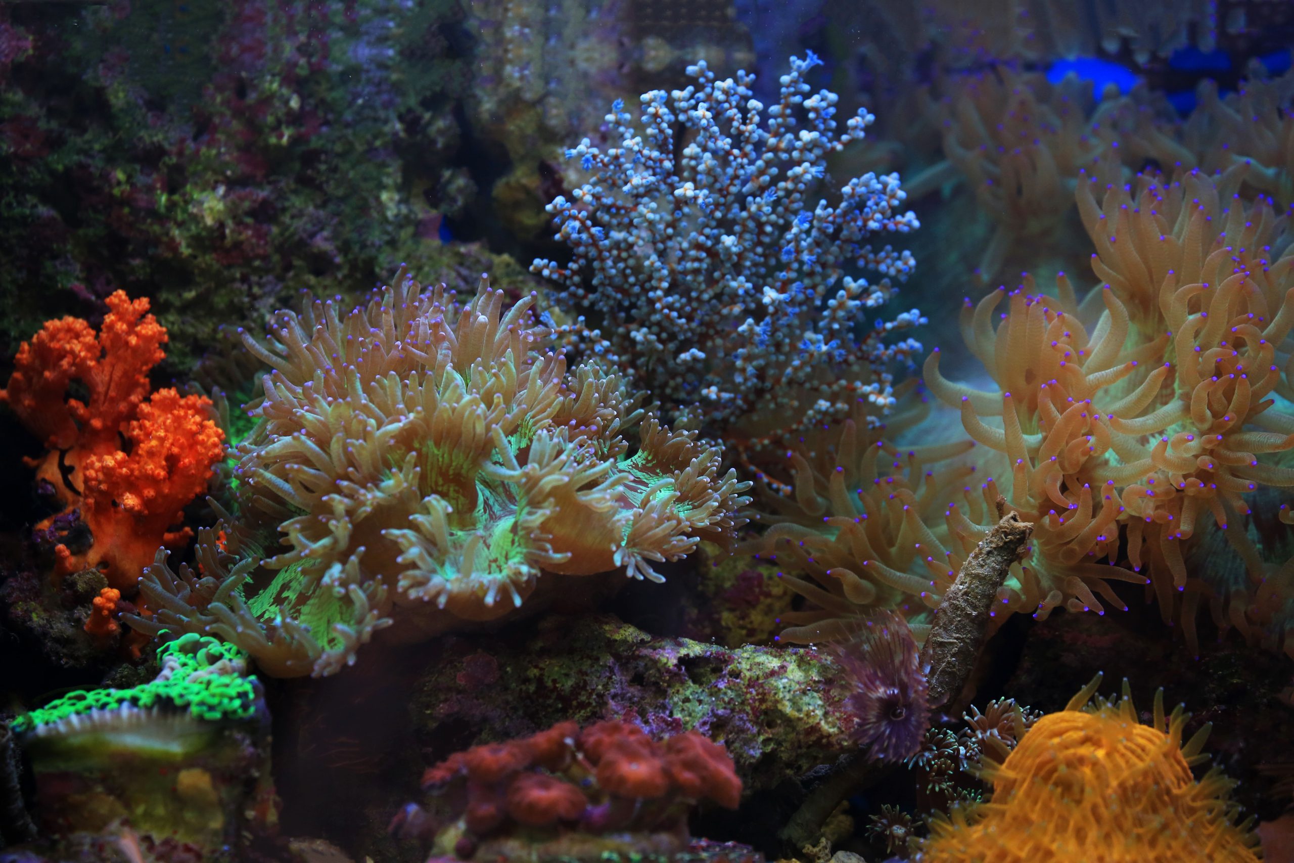 Reef aquarium with corals — representative imagery