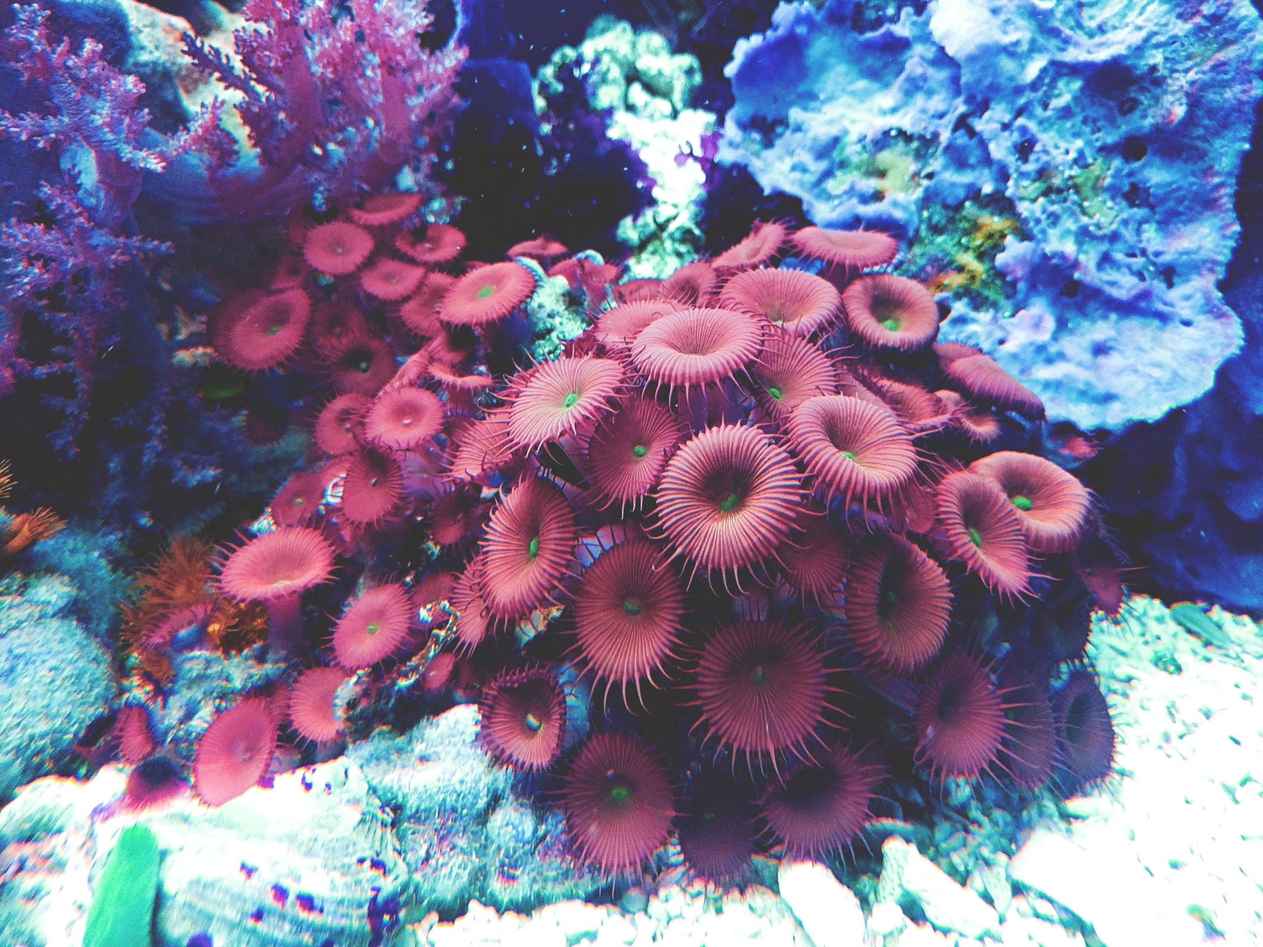 Coral colony detail — representative imagery