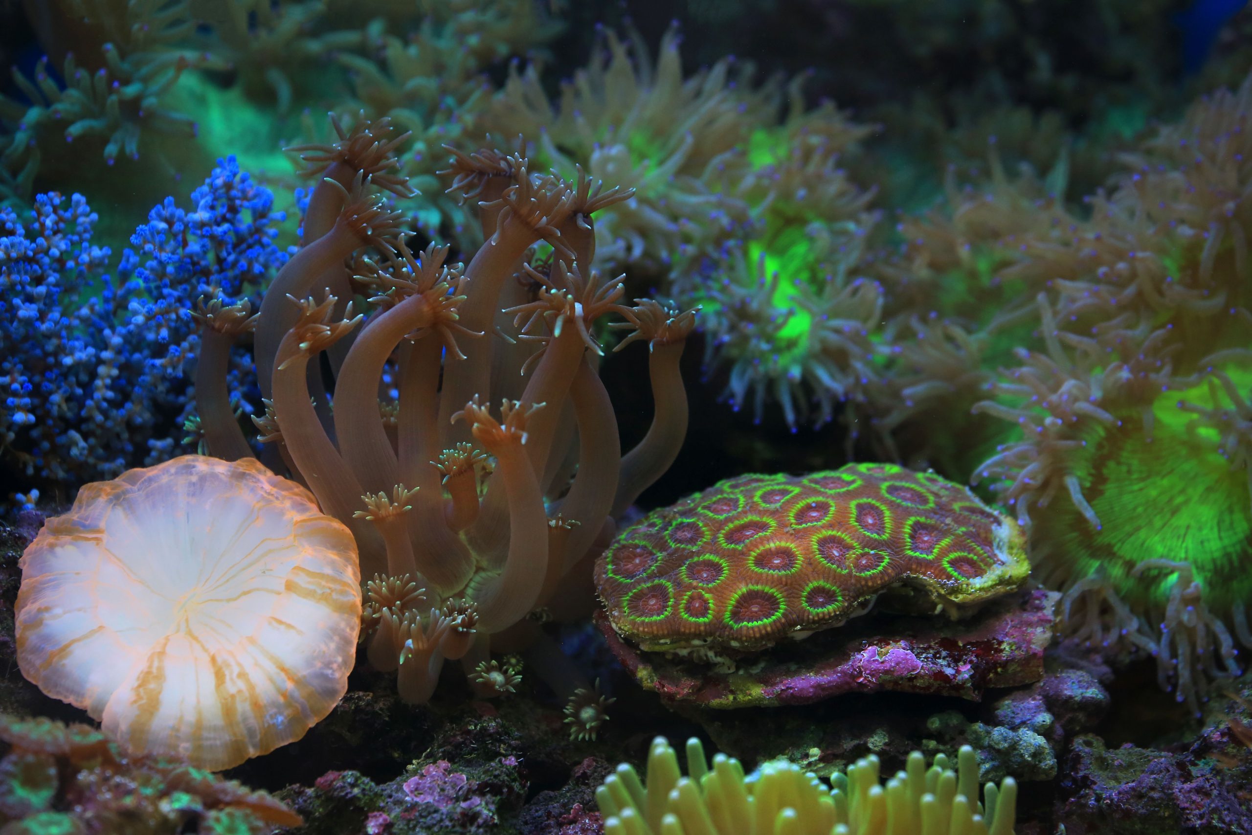 Reef aquascape — representative imagery