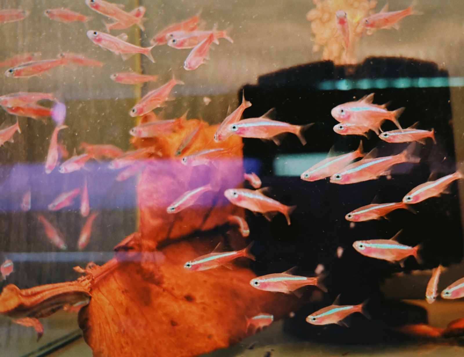 Reef tank with mixed corals — representative imagery