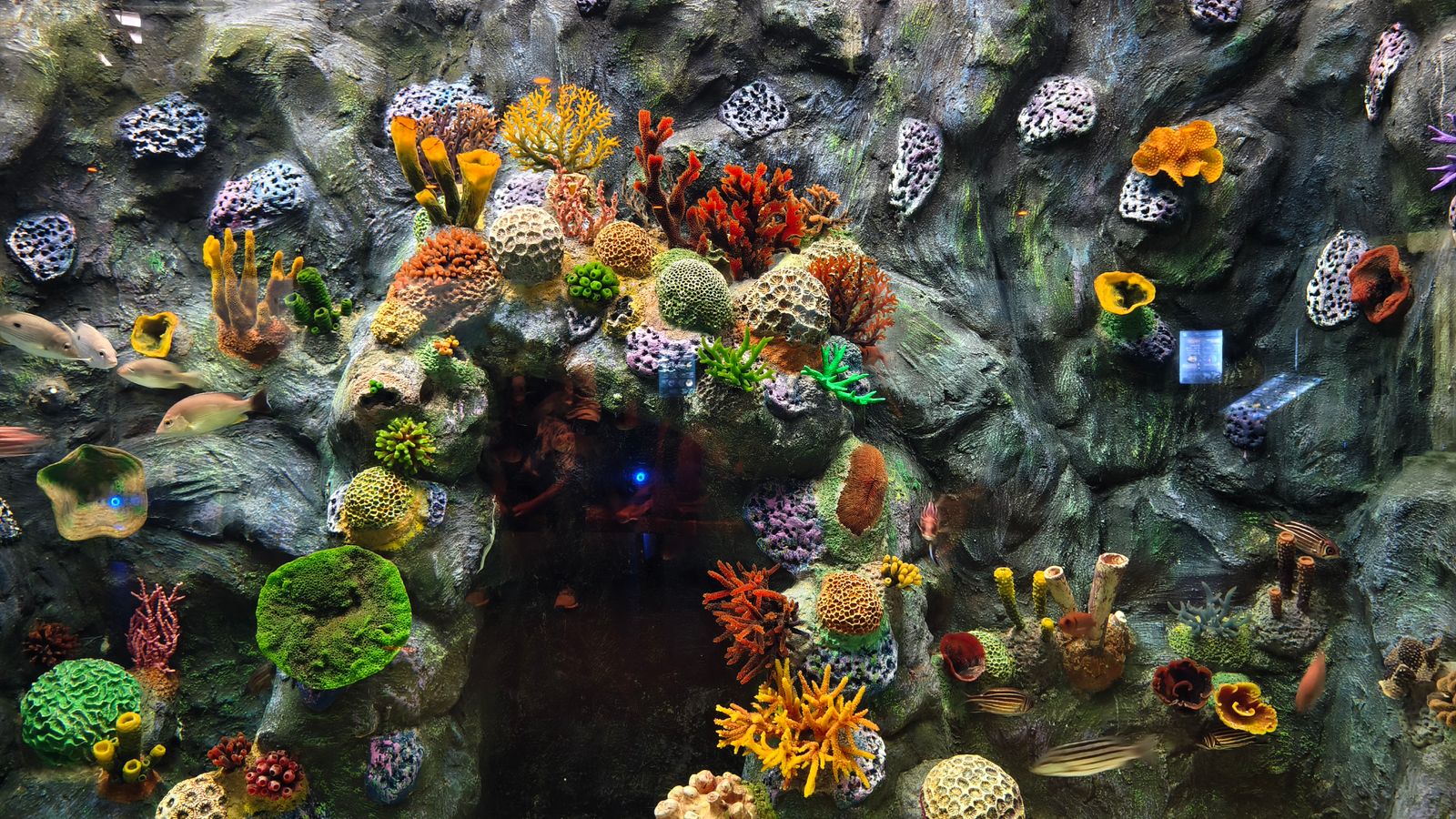 Soft coral detail — representative imagery