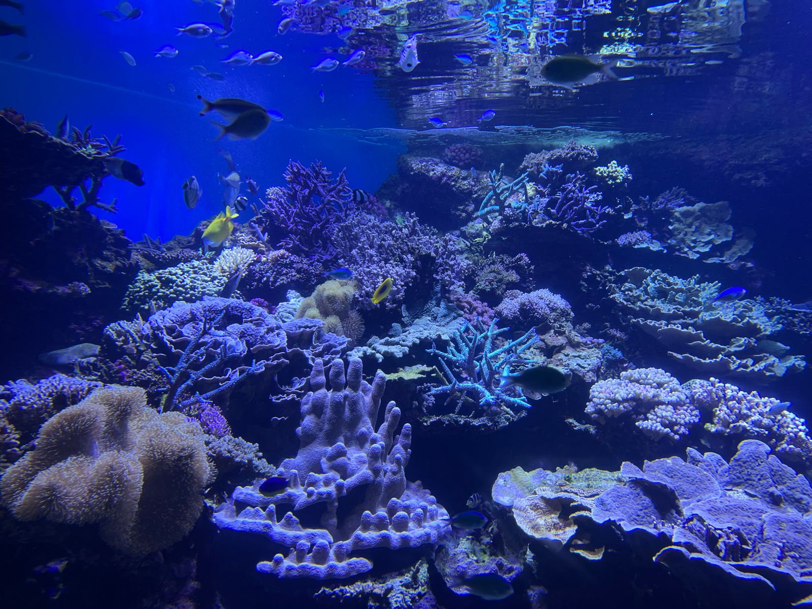 Reef aquarium wide view — representative imagery