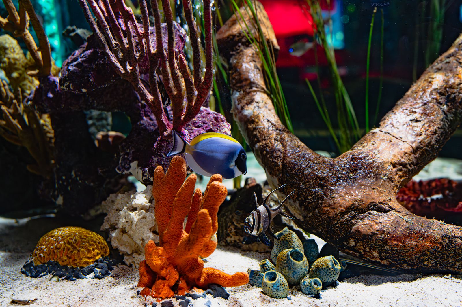 Coral close-up — representative imagery