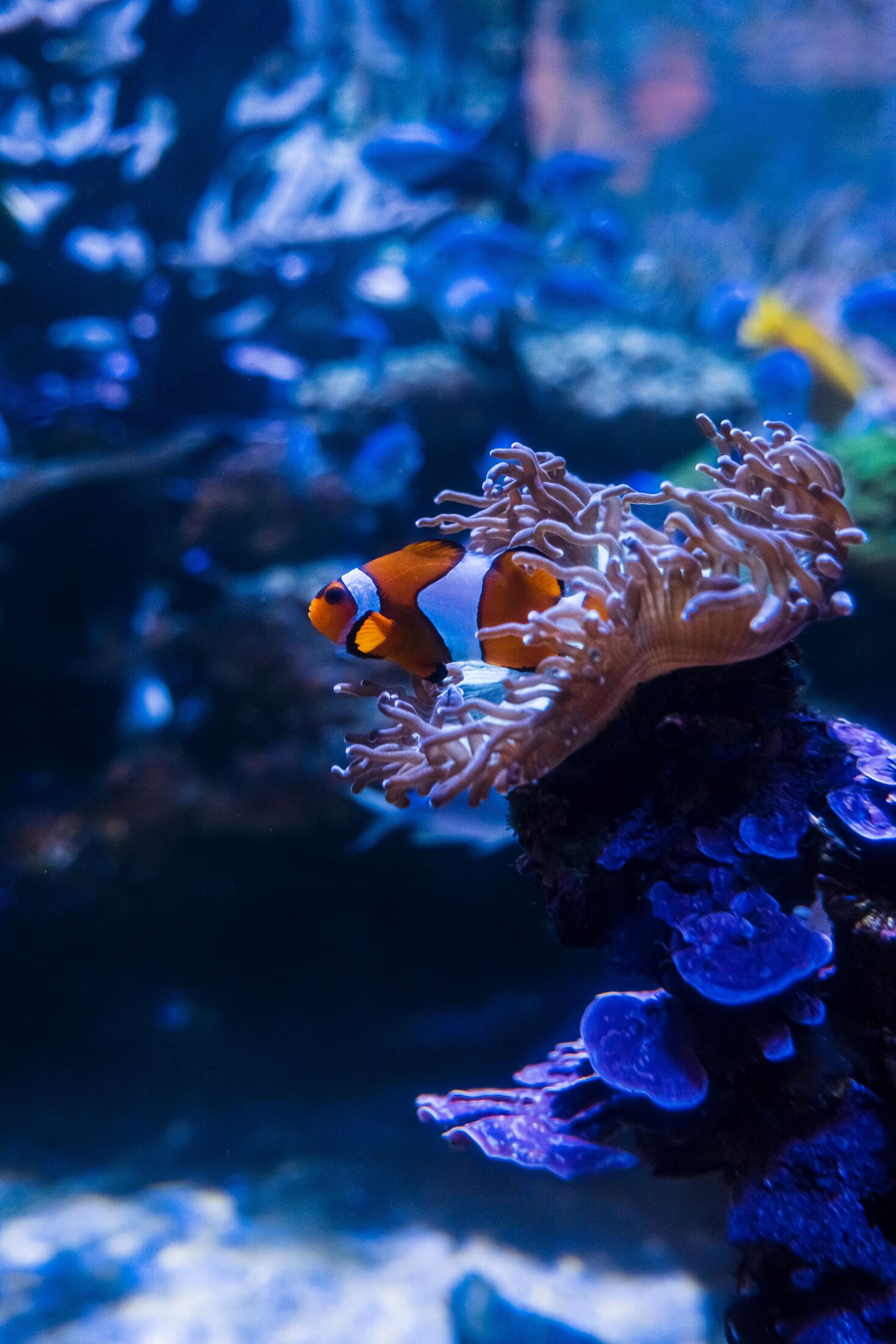 Reef fish among corals — representative imagery